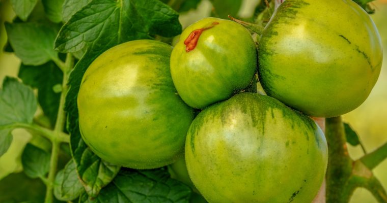 How to Ripen Green Tomatoes