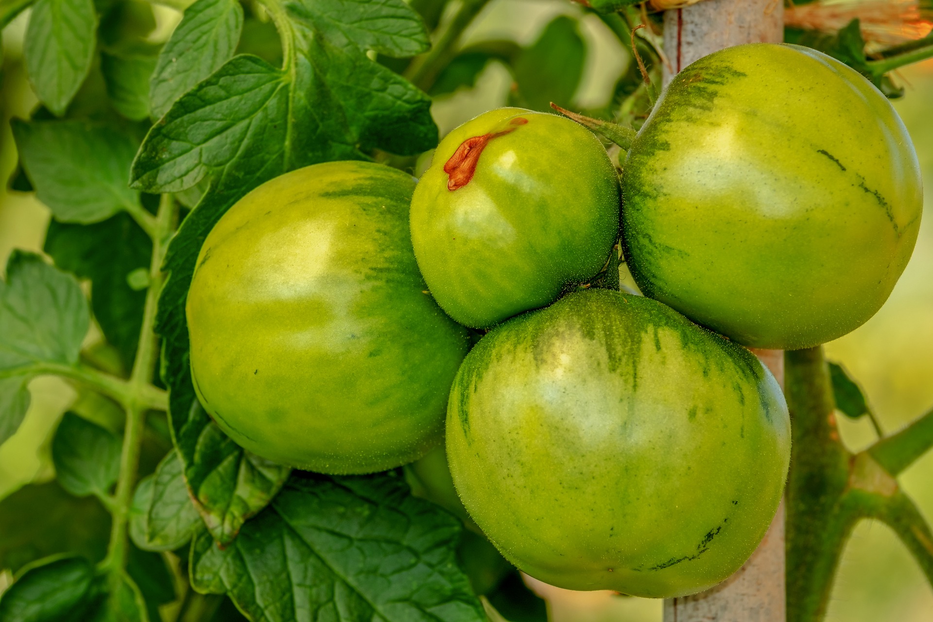 How to Ripen Green Tomatoes